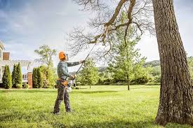 Best Tree Health Inspection  in Punxsutawney, PA