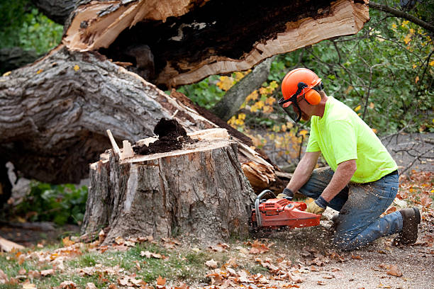 Why Choose Our Tree Removal Services in Punxsutawney, PA?