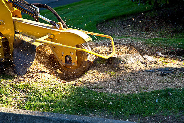 Trusted Punxsutawney, PA  Tree Services Experts